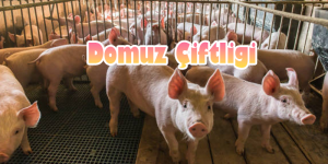 Domuz_ciftligi.png