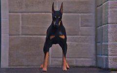 Doberman-4K3.jpg