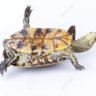 tersdonenturtle